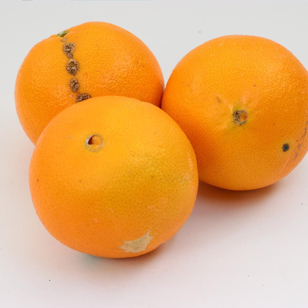 ［先行予約］家庭用 ネーブルオレンジ2.5kg+250g（傷み補償分）［光センサー選別］［柑橘・ジュース］［訳あり］［IKE41］