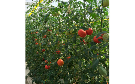 ＜2025年1月～発送＞旬の濃旨フルーツトマト3kg 糖度8～10度 大小混合 詰め合わせ フルーツトマト ふるーつとまと とまと トマト 桃太郎 甘い 濃厚 美味しい 箱詰め 大容量 大量