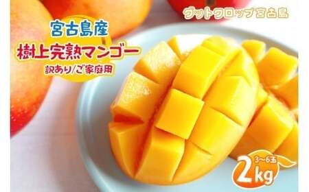 ＜2026年夏発送＞ 宮古島産樹上完熟マンゴー（訳あり/ご家庭用）2kg（3～6玉）グットクロップ宮古島（SG005)