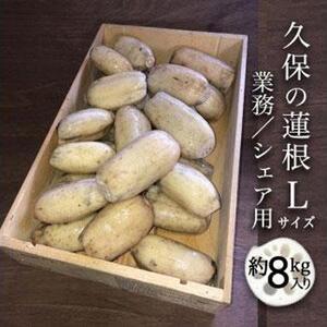 蓮根 業務・シェア用「Lサイズ」約8kg入 れんこん