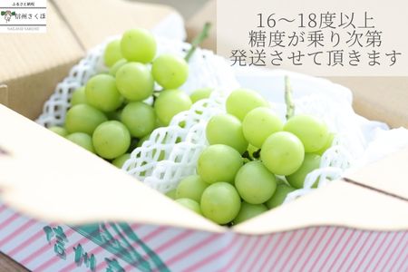 【数量限定】まるさん農園のシャインマスカット　約１ｋｇ　合計２房［MR-101］