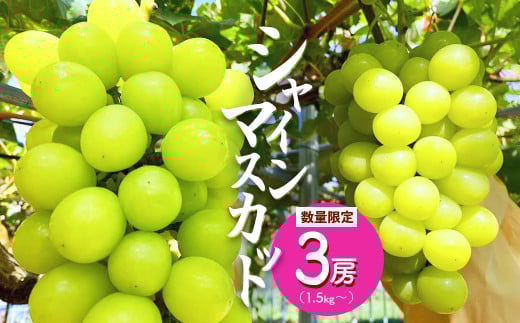 ≪先行予約≫ シャインマスカット 3房（1.5〜2kg） 【 京都 綾部 京都府産 シャインマスカット 先行予約 葡萄 ぶどう 果物 くだもの フルーツ デザート 農家直送 国産 産地直送 旬 】