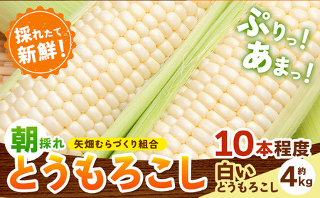 とうもろこし 白い恵味 約4kg 10本入り 朝採れ《2026年6月下旬-7月下旬頃出荷》トウモロコシ
