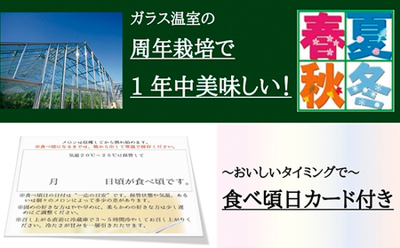 メロン 特大玉 1玉 12ヵ月連続お届け 果物類 メロン