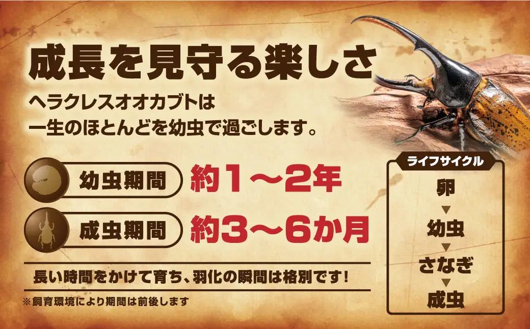 ヘラクレスオオカブト 幼虫 1匹 オス 3令初期～中期 自由研究  福島県 田村市 ムシムシランド