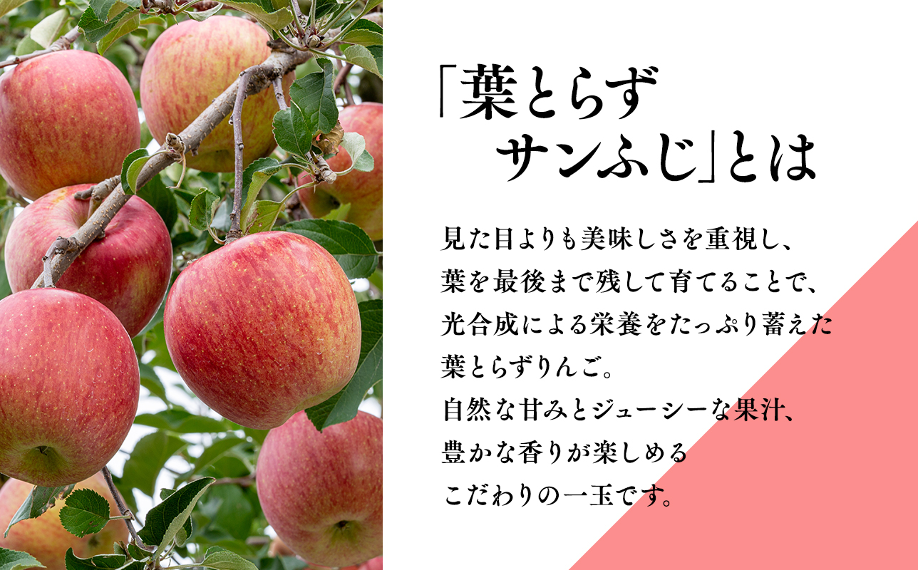 年明け 糖度選別 葉とらずサンふじ約5kg 【青森県 平川市 JA津軽みらい 1月・2月】 年明け発送 青森 青森県産 平川 りんご リンゴ 林檎 くだもの 果物 ふじ フルーツ 