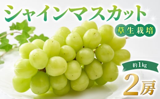 【草生栽培】シャインマスカット（ご贈答品） 大人気の高級葡萄 約１kg（２房）