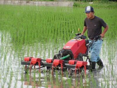 新米 無農薬栽培 コシヒカリ《玄米》4.5kg｜おいしい お米 コメ こめ ご飯 ごはん 白米 玄米 お取り寄せ 直送 贈り物 贈答品 ふるさと納税 埼玉 杉戸 [0563]