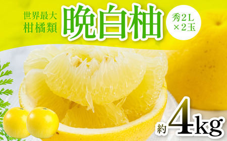【先行予約】 晩白柚 （秀2L×2玉） 約4kg ばんぺいゆ 果物 果実 くだもの フルーツ 柑橘 柑橘類 熊本県 八代市  【2026年12月中旬より順次発送】
