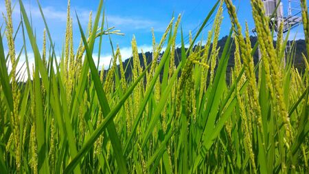 東広島市産米 令和7年産 コシヒカリ 10kg