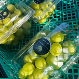 【2026年先行予約】 シャインマスカット 訳あり 2房 約1.2kg 完熟 朝採り 静岡県産【配送不可地域：離島・沖縄県】【1723185】