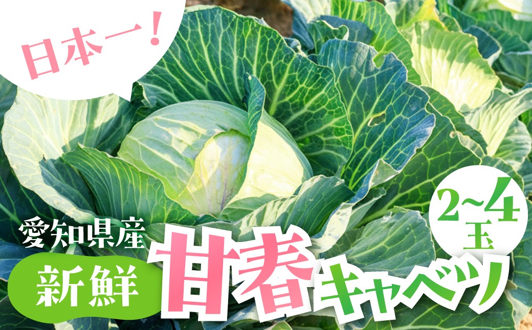 
                  春キャベツ 2玉～4玉 旬 野菜 甘い 春 キャベツ きゃべつ サラダ 新鮮 シャキシャキ 旬の野菜 2個 4個 2玉 4玉 セット 健康 お取り寄せ 人気 鮮度 新鮮 生 糖度 1万円 10000円 愛知県 豊橋市
                