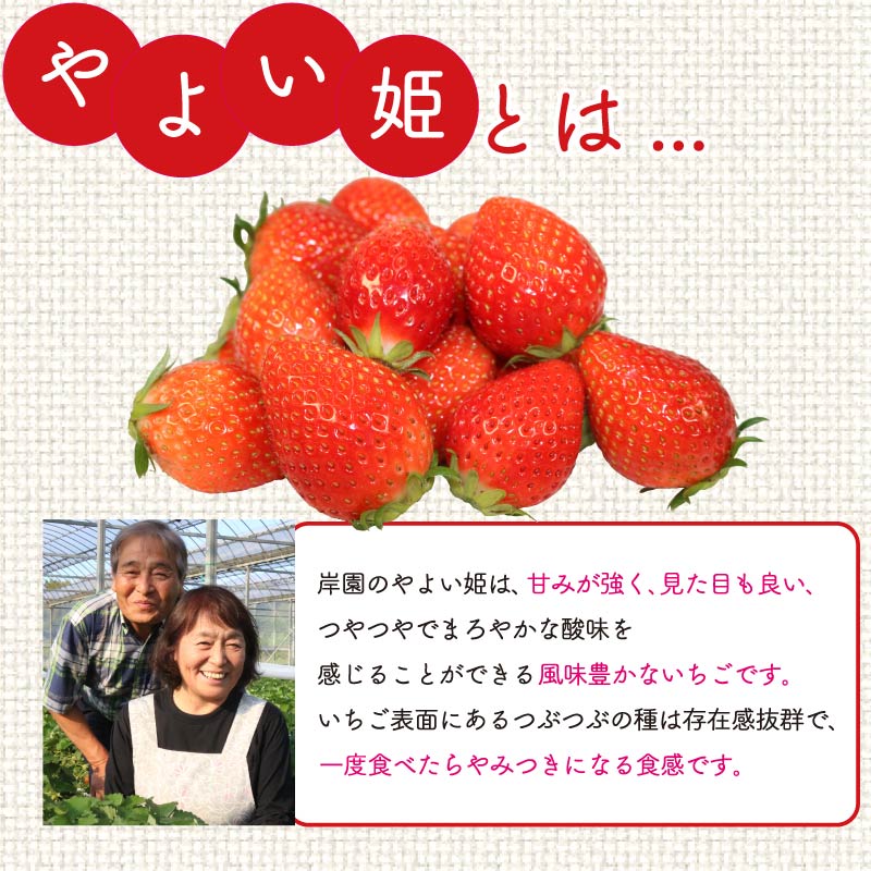 【 先行予約 : 2026年4月発送予定 】 やよい姫 約1.2kg 300g×4パック いちご  完熟 苺 産地 直送 フレッシュ イチゴ 贈答 フルーツ 果物 国産 静岡 静岡県 藤枝市 ふるさと