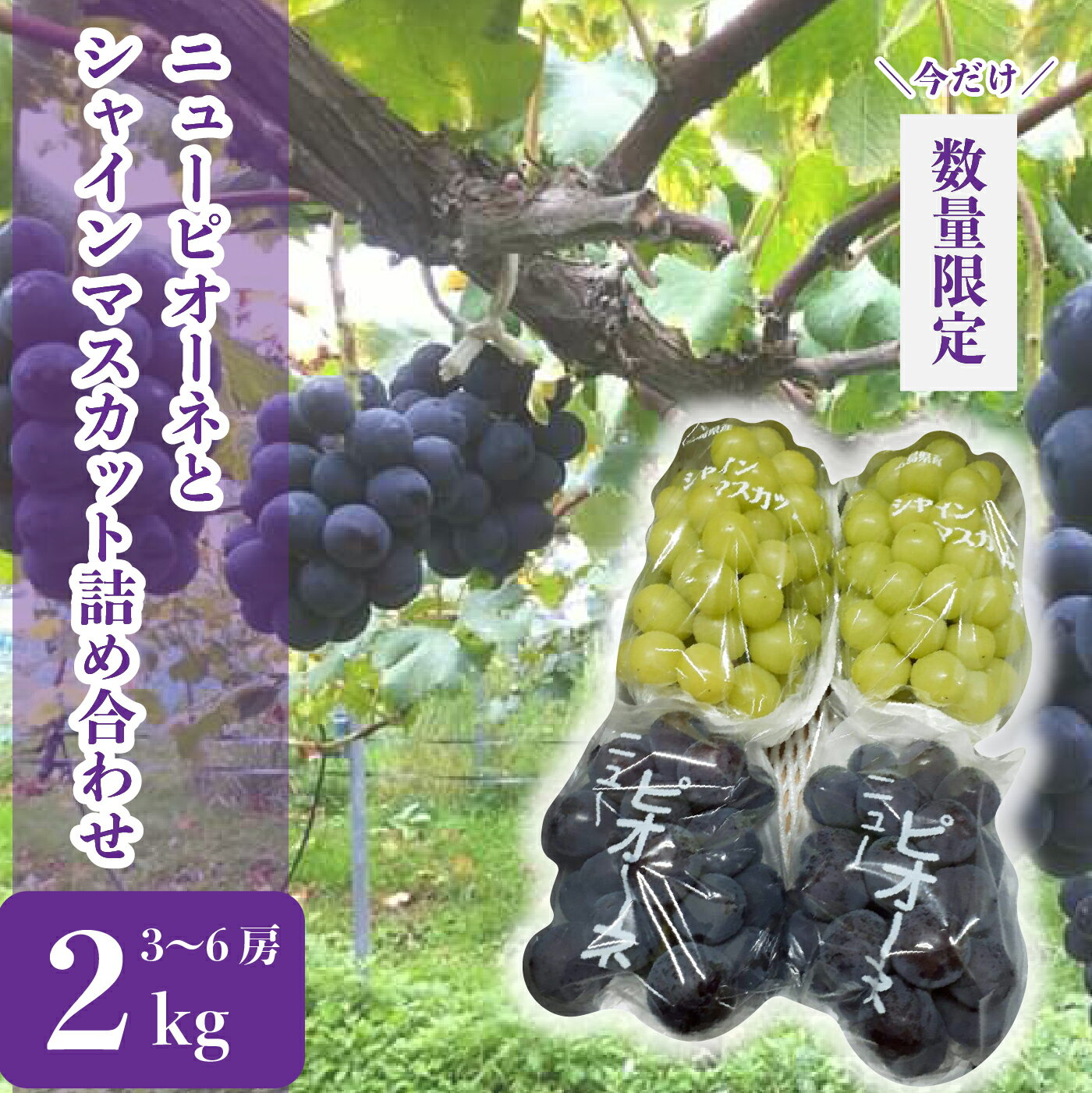 【ふるさと納税】ニューピオーネとシャインマスカットの詰め合わせ 約2kg(3～6房)【先行予約・数量限定】カナダ人農園主 シャイン ピオーネ ぶどう ブドウ フルーツ 果物 くだもの 産地直送 世羅 ラピアビンヤード【2025年9月下旬以降順次発送】A021-12