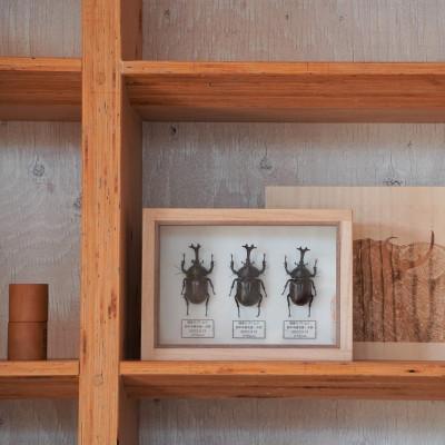 ふるさと納税 府中市 【数量限定】匠の昆虫標本桐箪笥「国産カブト」 |  | 03