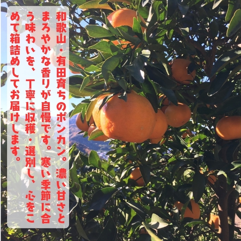 【先行予約】極甘 柑橘 有田育ちの 濃厚 ポンカン（家庭用）1kg+200g(痛み補償分) ※2027年1月上旬～3月上旬に順次発送 ※着日指定不可【ard245】