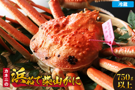 【先行予約】【カネニの浜茹で柴山がに 750g以上】冷蔵【令和8年11月中旬以降発送予定】 高級 ふるさと納税 かにすき 焼きガニ カニ ボイル 兵庫県  香住 柴山 カネニ 06-20