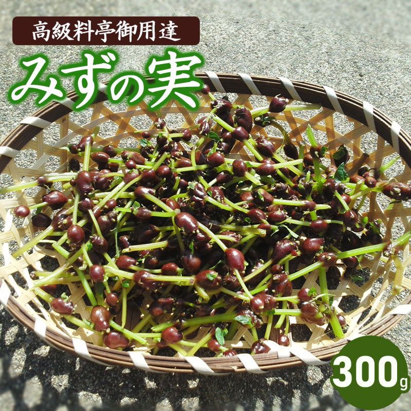 【ふるさと納税】 【令和7年産先行予約】山形県鶴岡市産 みずの実 300g 山菜 発送時期：9月1日〜10月10日頃 | 山形県 鶴岡市 楽天ふるさと 納税 山形 支援 返礼品 お取り寄せ ご当地 野菜 取り寄せ やさい 支援品 食品 食料品 食べ物 特産品 名産品 山の幸 2025年