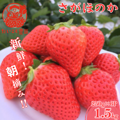 【先行予約!2026年2月より順次発送】新鮮朝摘みいちご「さがほのか」約1.5kg 【だいこく農園】【配送不可地域：離島】【1661927】