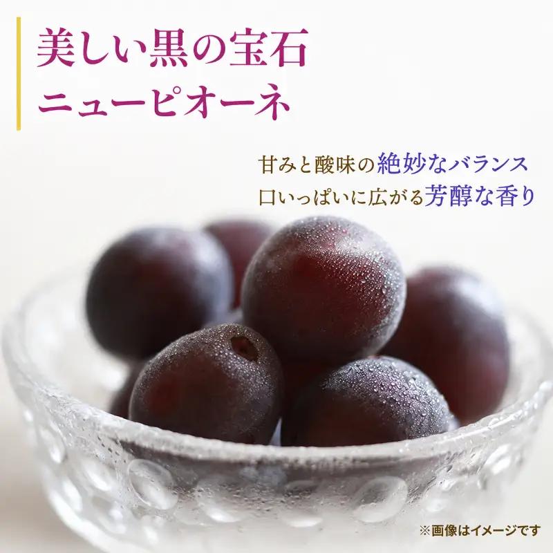 ぶどう 訳あり ニューピオーネ 3～4房 約2kg 化粧箱 ぶどう