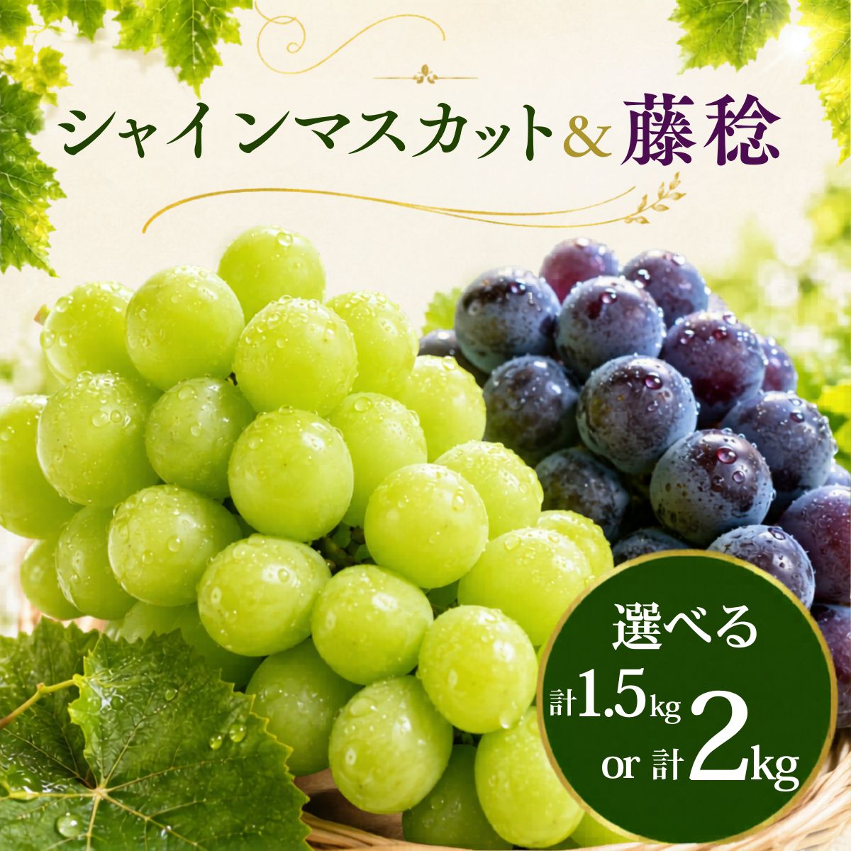 【ふるさと納税】ぶどう シャインマスカット 藤稔 食べ比べ セット 1.5kg 2kg 2026年 先行予約 数量限定 選べる | シャインマスカット 葡萄 種なし グレープ 果物 甘い おいしい 大房 農家直送 限定 高級 お取り寄せ 新鮮 人気 デザート ギフト くまさん農園 埼玉県 久喜市