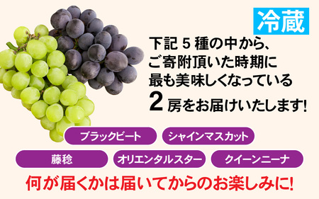 【先行予約】ぶどう詰め合わせ 2房【8月中旬以降順次発送】ぶどう ぶどう ぶどう ぶどう ぶどう 葡萄 シャインマスカット ブラックビード 藤稔 クインニーナ オリエンタルスター 果物 フルーツ 新鮮