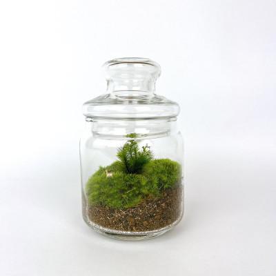ふるさと納税 屋久島町 苔のテラリウム |  | 01