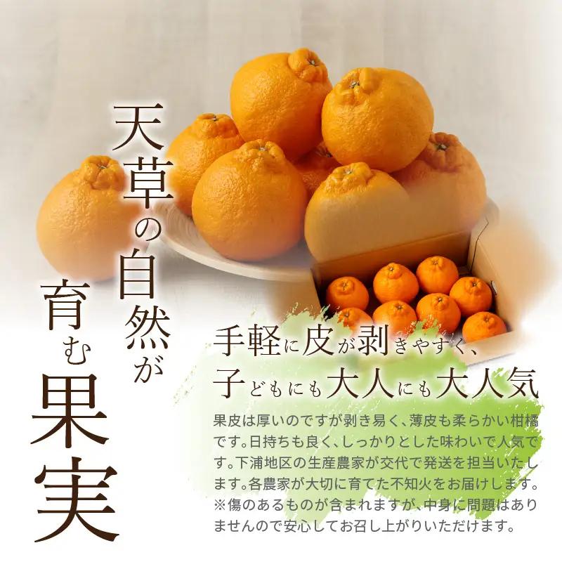 S040-011A_農家の手摘み不知火 約5kg 家庭用〈先行受付〉 / 柑橘 不知火 約 5kg 果物 フルーツ 農家 手摘み 家庭用 大小ミックス サイズ 日持ちが良い しっかりとした味わい 果実
