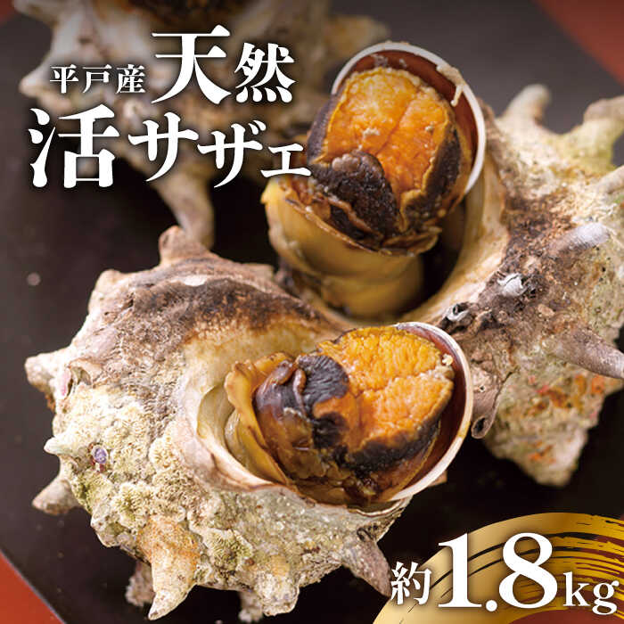天然 活 サザエ 約1.8kg (10～13個) 【ひらど新鮮市場】