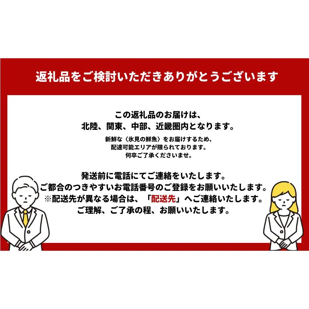 【３回 定期便】 氷見漁港朝どれ！旬の新鮮刺身おまかせセット ２、３人前（３月・６月・１１月）