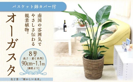 【観葉植物】オーガスタ 8号 ブラウンバスケット鉢カバー 土の表面：ウッドチップ【観葉植物 植物 鉢付 インテリア 部屋 室内 オフィス 癒し エコ グリーン マイナスイオン リラックス オシャレ おしゃれ ギフト プレゼント 贈り物 人気 おすすめ  福岡県筑前町 送料無料 AG032】