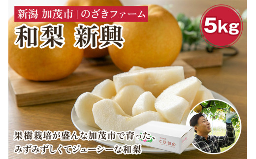 【2026年先行予約】新潟県加茂市産 和梨 新興5kg（7～14玉）〈10月下旬～順次出荷〉  なし ナシ しんこう 果物 フルーツ 秋の味覚 加茂市 のざきファーム