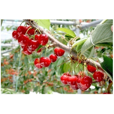 
                  ＜2027年発送＞フルーツ王国　信州中野産　さくらんぼ　紅秀峰　約800g(約100g×8パック)【1577323】
                