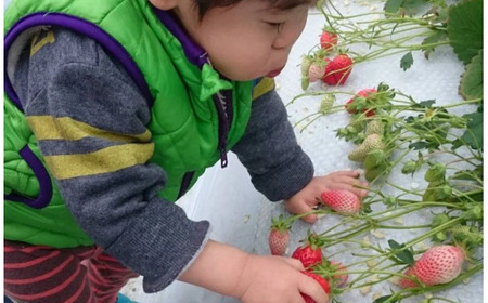 絢音ベリー農園 恋みのり いちご 1kg （250g× 4P） 先行予約【2026年12月上旬発送開始】 熊本県 高級 フルーツ ギフト 厳選 希少