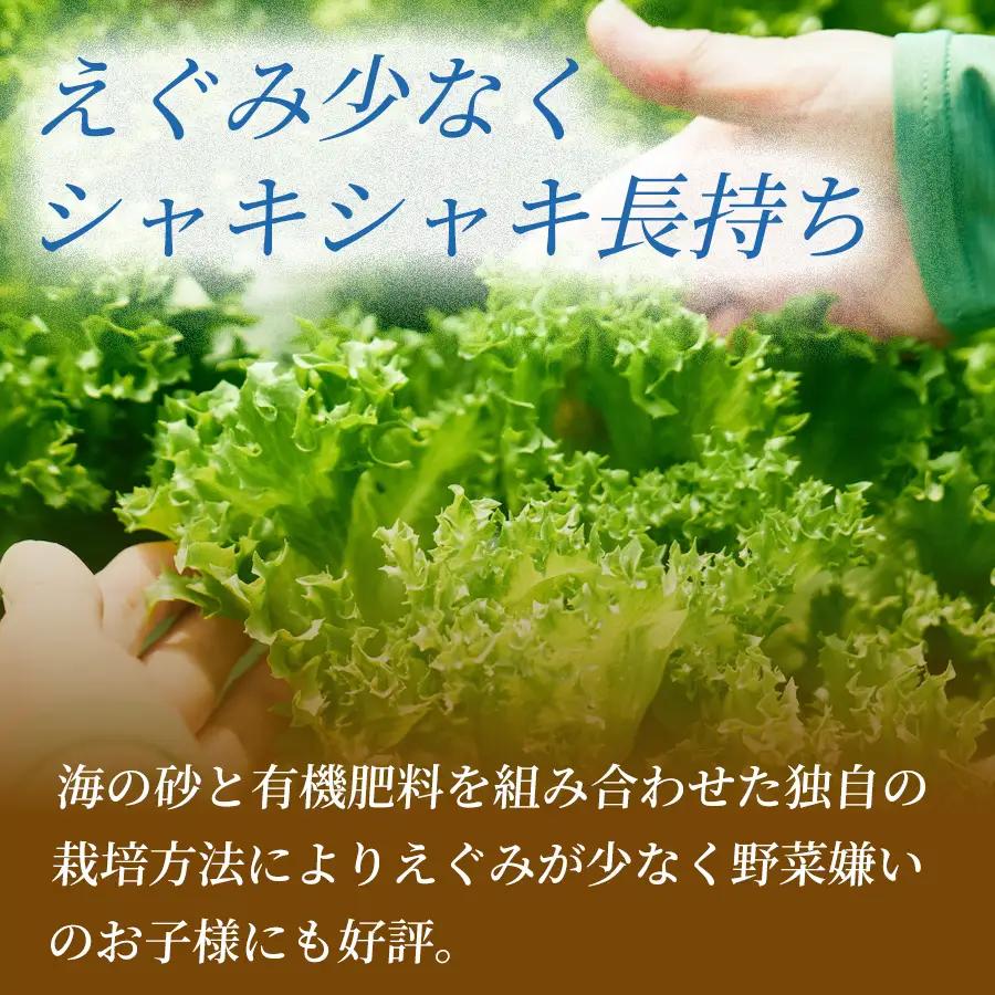 フリルレタス「海すなレタス」3個入り×1箱×定期便2回お届け【B698】
