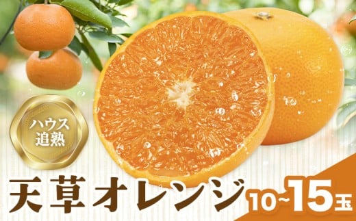 ハウス追熟 天草オレンジ 10玉～15玉入 廣畠農園《1月中旬頃出荷予定》徳島県 佐那河内村 みかん ミカン 蜜柑 柑橘 フルーツ 果物 くだもの【配送不可地域あり】※離島