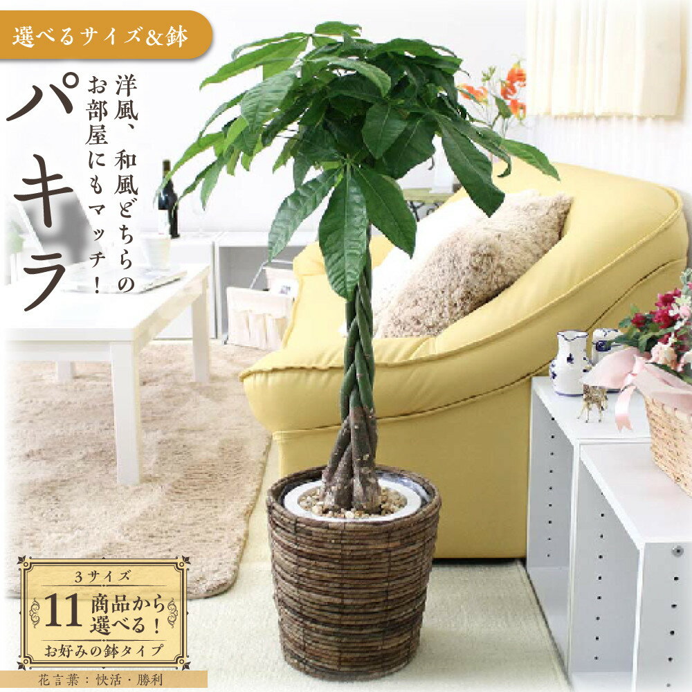 【ふるさと納税】＼2025年4月以降発送／【観葉植物】パキラ （サイズ・鉢の種類選択可） | 楽天ふるさと納税 グリーン 緑 インテリア 室内 リラックス マイナスイオン 自然 おしゃれ 癒し プレゼント ギフト 陶器鉢 バスケット 鉢 送料無料