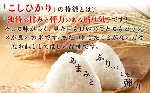 684 【令和7年産】茨城町産 無洗米 こしひかり 5kg【野口ライス】