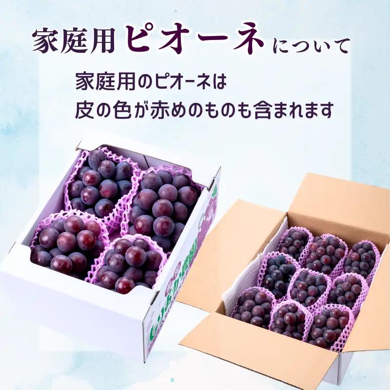家庭用 ピオーネ 約5kg 7～13房 岡山県新見市 もりおか農園 よろこびぶどう  【先行予約 2026年9月上旬から順次発送】