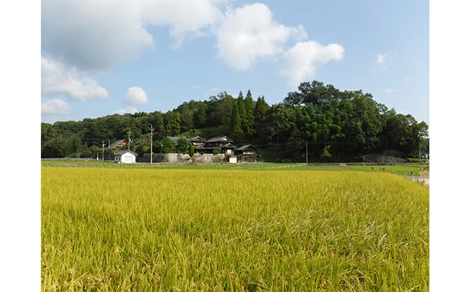 ≪減農薬≫三原の絶景白滝山系の美味しいお米9kg（胚芽米） 002008