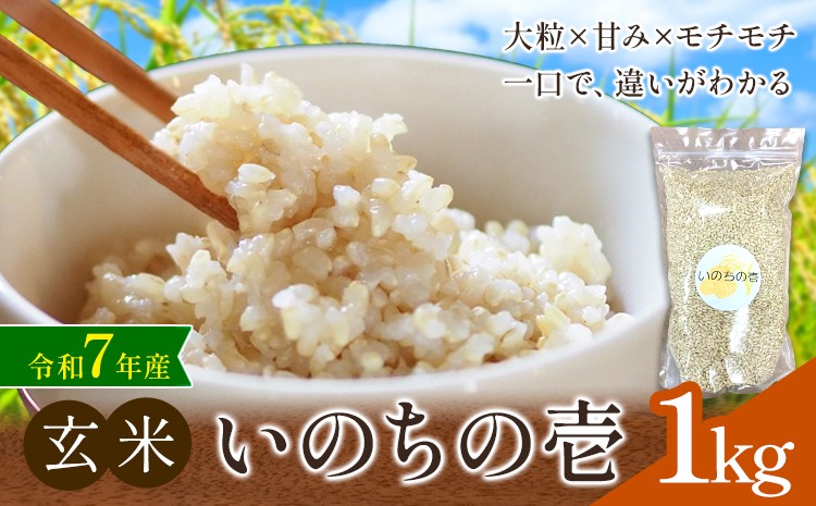 
                  玄米 令和7年産 いのちの壱 1kg 結城市産 けいいちろう商店 《30日以内に出荷予定(土日祝除く）》茨城県 結城市 玄米 米 こめ コメ ご飯 大粒 お弁当 おにぎり
                