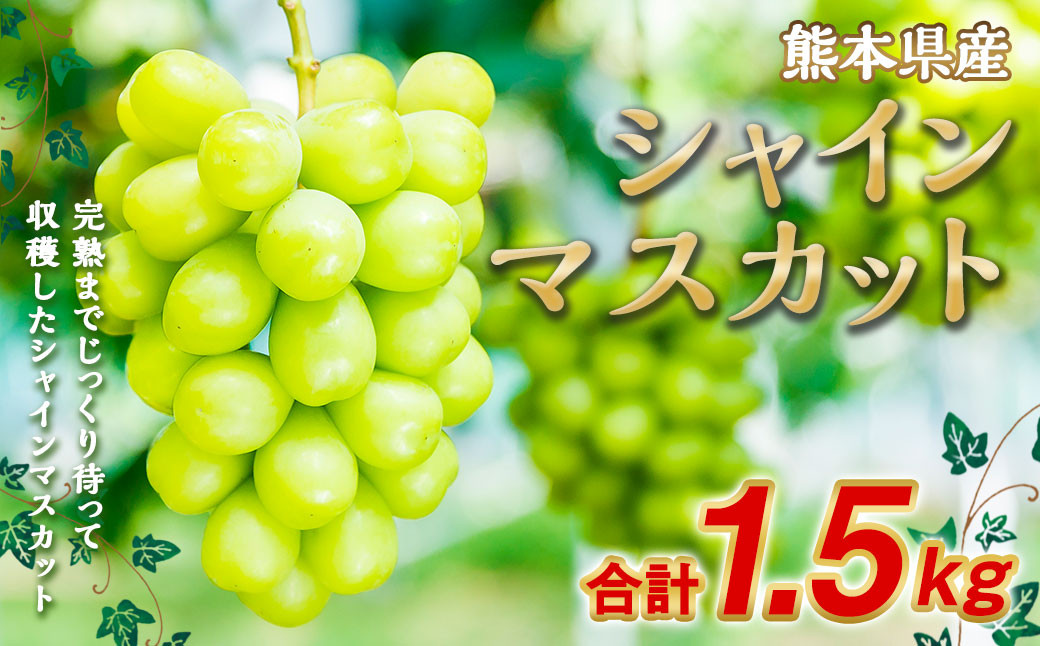 
シャインマスカット 約1.5kg（2～3房）【2025年7月上旬～10月下旬発送予定】果物 フルーツ マスカット ブドウ 葡萄
