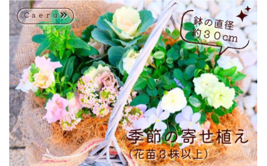 季節の寄せ植え