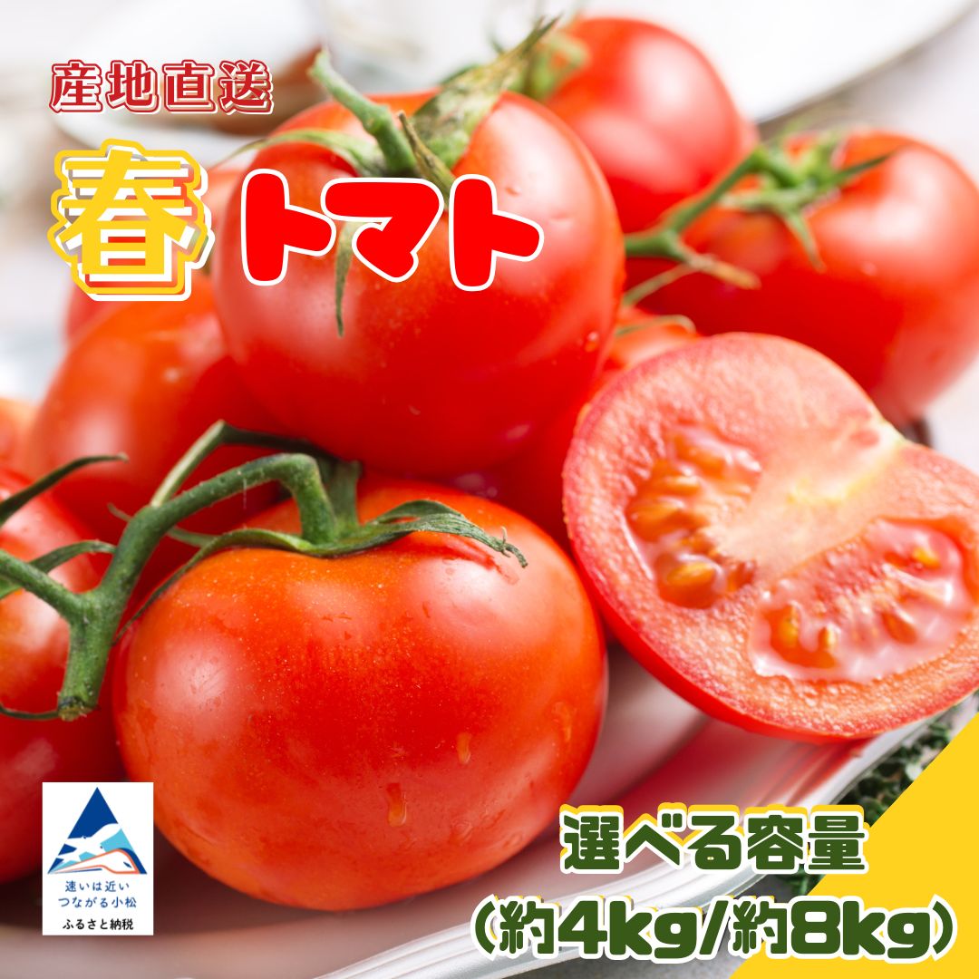 【ふるさと納税】 春トマト 【選べる】 約4kg（20玉～24玉） または 約8kg（40玉～48玉） 小松産 野菜 010281 | 石川県 小松市【JAあぐり】