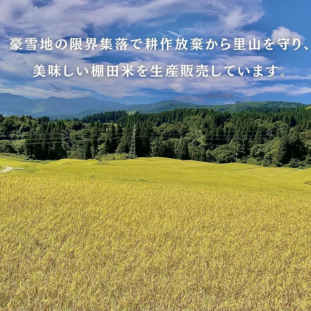 【令和8年 先行予約 定期便】魚沼産コシヒカリ 60kg (10キロ×6回) 佐藤農場 | 新潟県 おこめ コシヒカリ 小千谷