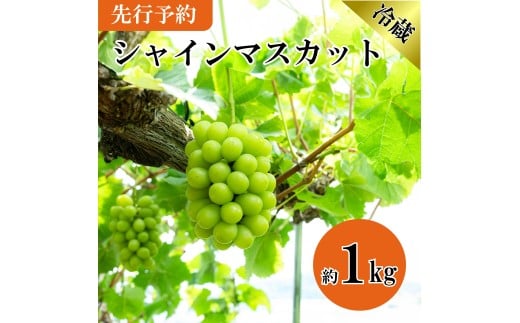 【先行予約 : 2025年8月下旬～順次発送予定】シャインマスカット 約1kg 2房～3房 産地直送 フルーツ 果物 国産 静岡県 藤枝市