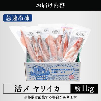 ふるさと納税 美浜町 【活きたイカをご提供しているはるか丸が活〆!鮮度格別】急速冷凍したお刺身で食べるヤリイカ約1kg |  | 02