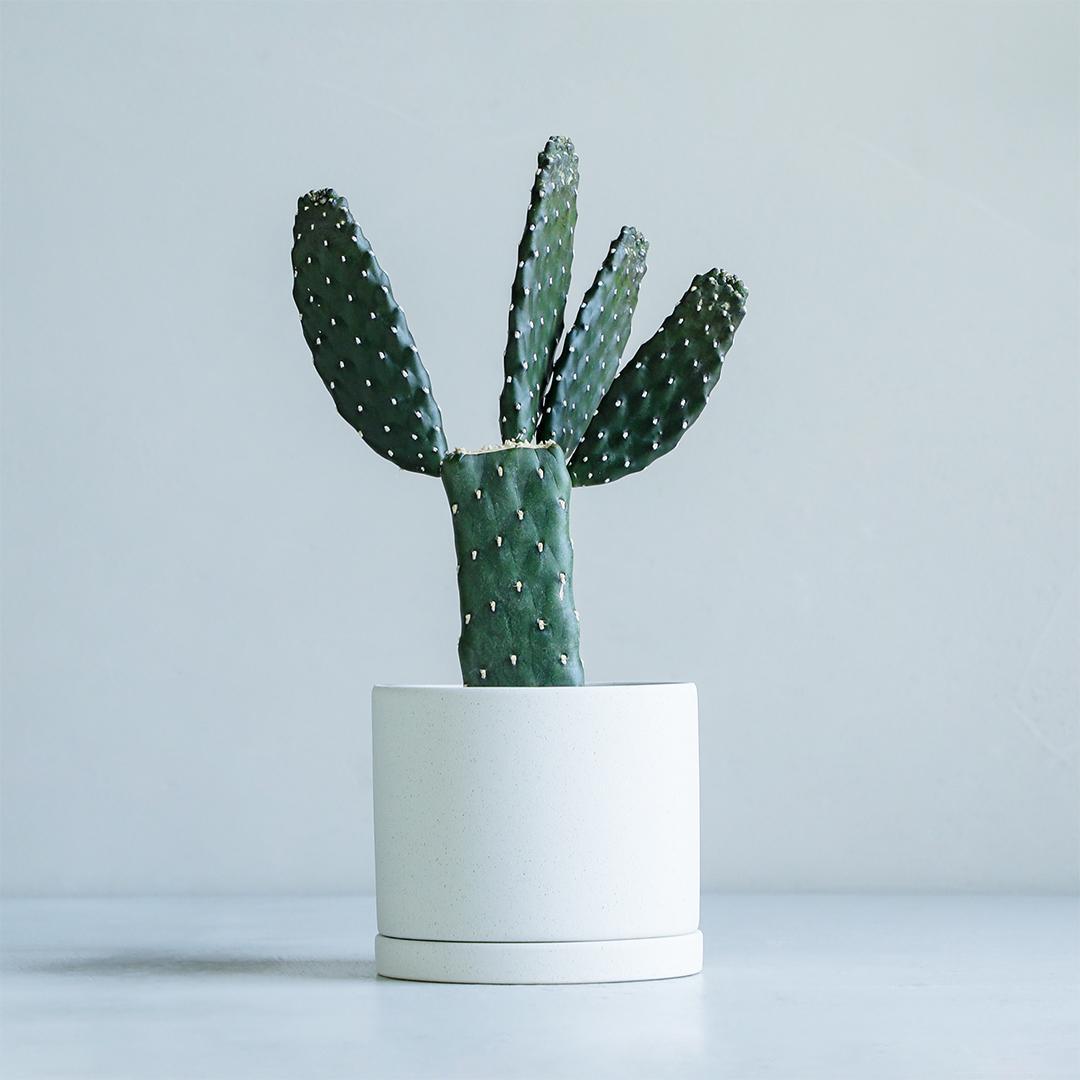 【ふるさと納税】【観葉植物】MOLLIS 墨烏帽子 26067 | 観葉植物 サボテン グリーン インテリア KINTO