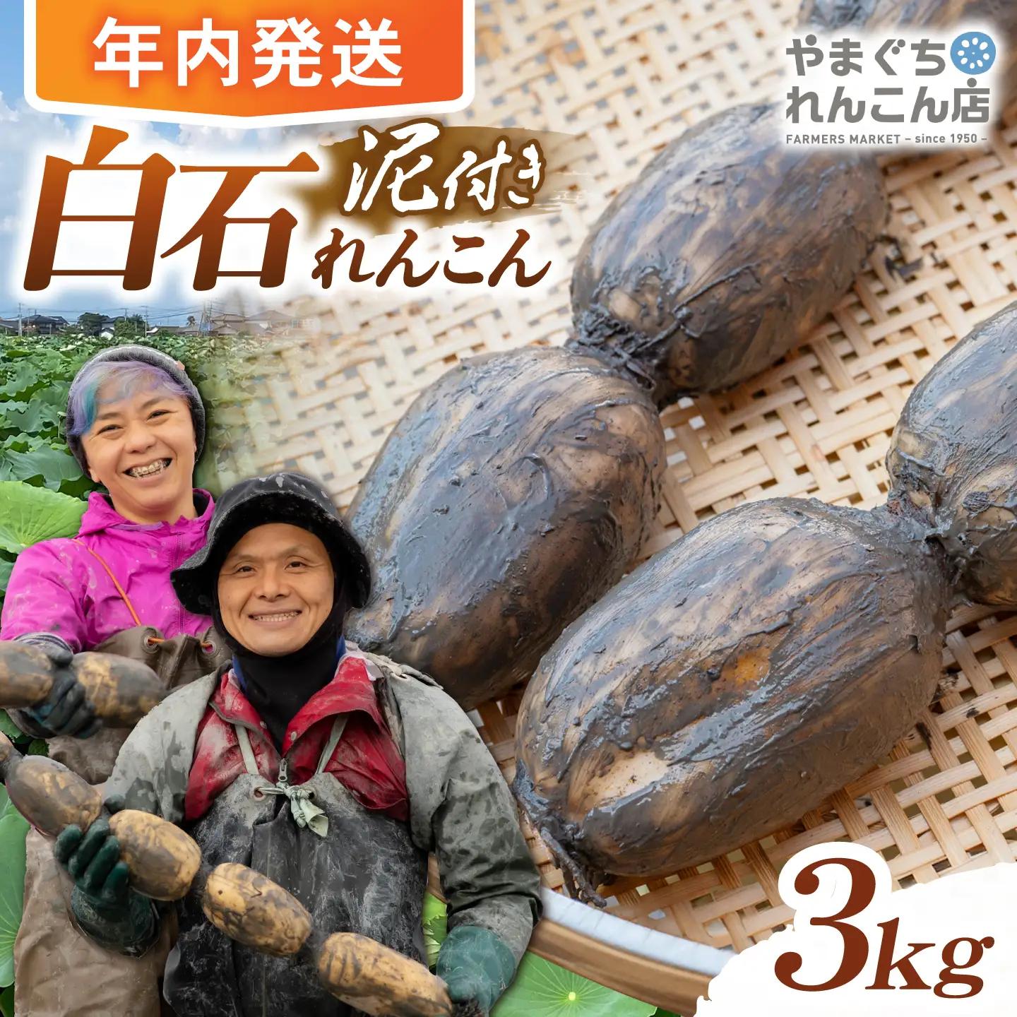 【先行予約】白石れんこん3kg れんこん ICT003