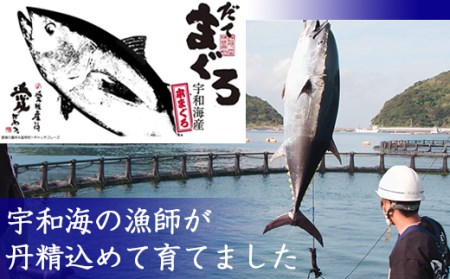 海鮮丼の具！ まぐろづくし 1人前 & 中トロと赤身 2人前 & 中トロ 1人前 ／ 刺身 冷凍 食べ比べ 【十六家】